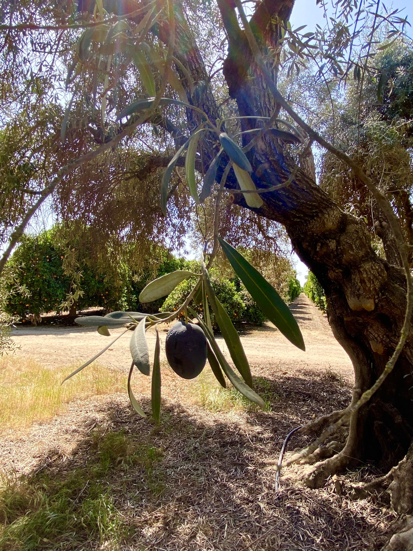 Adam's Olive Ranch